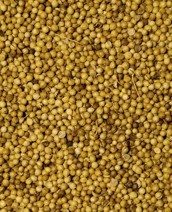  Coriander Seeds