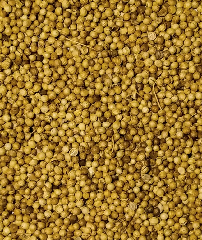 Coriander Seeds 